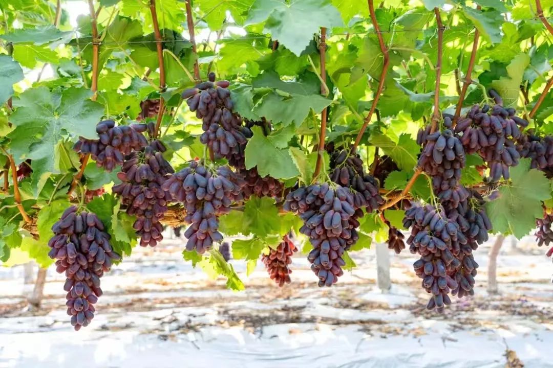 beats365(�й���)-Ψһ�ٷ���վ