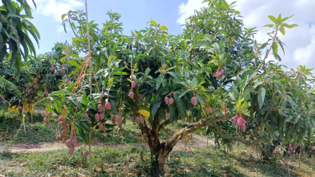 beats365(�й���)-Ψһ�ٷ���վ