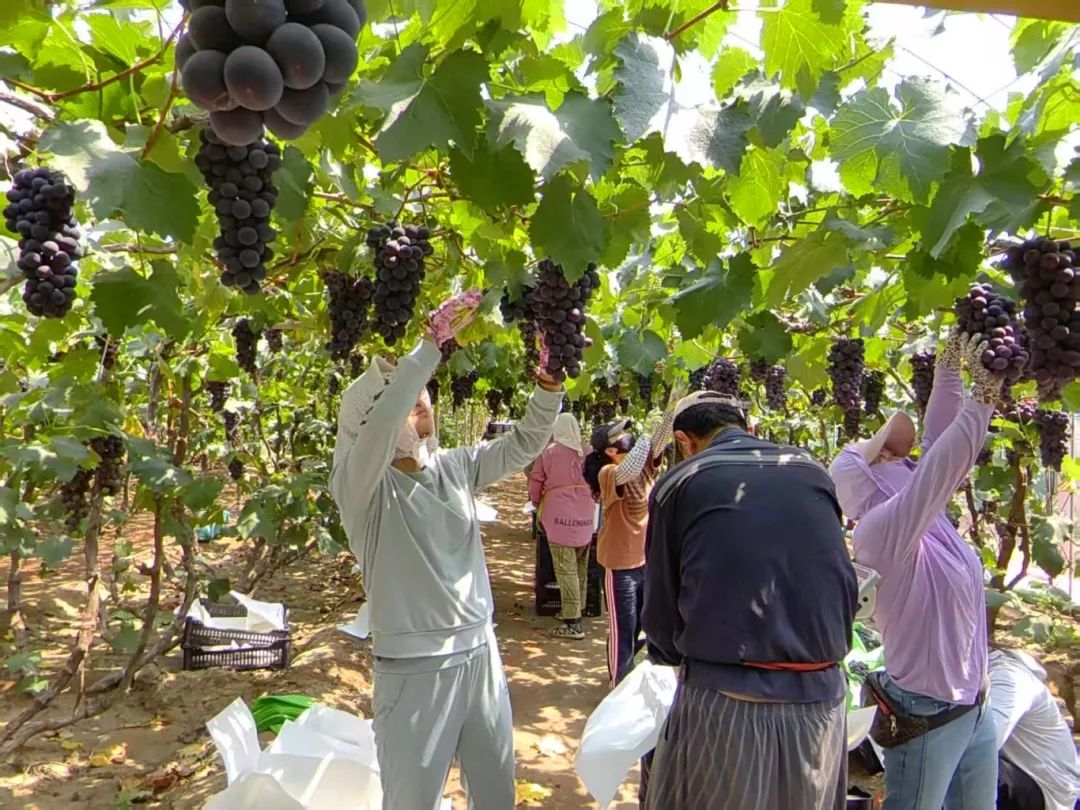 beats365(�й���)-Ψһ�ٷ���վ