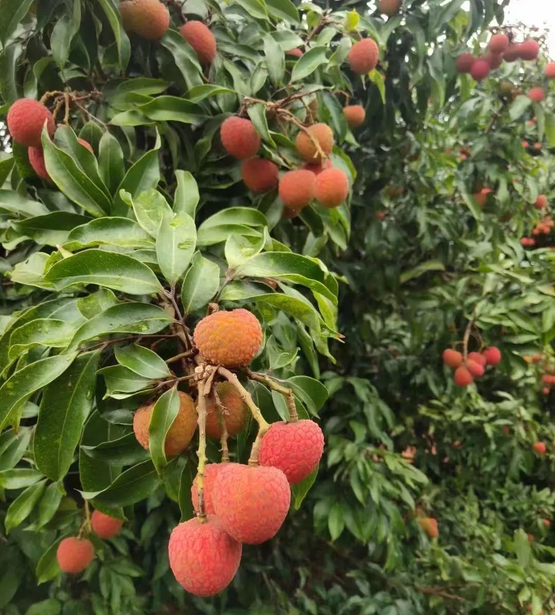 beats365(�й���)-Ψһ�ٷ���վ