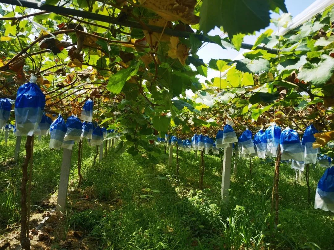 beats365(�й���)-Ψһ�ٷ���վ